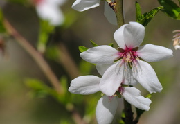 almond blossoms in California's central valley